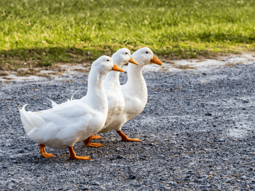 10 Best Farm Animals For Self-Sufficiency You Need To Raise