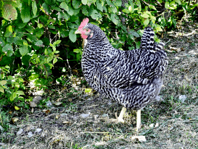 11 Heritage Chicken Breeds Every Homesteader Needs in Their Flock