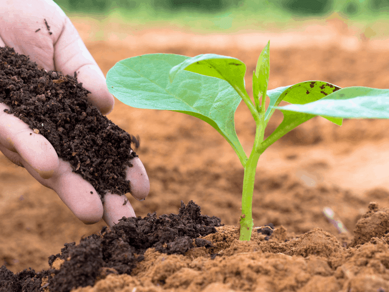 11 Natural Nitrogen Sources All Gardeners Need to Know