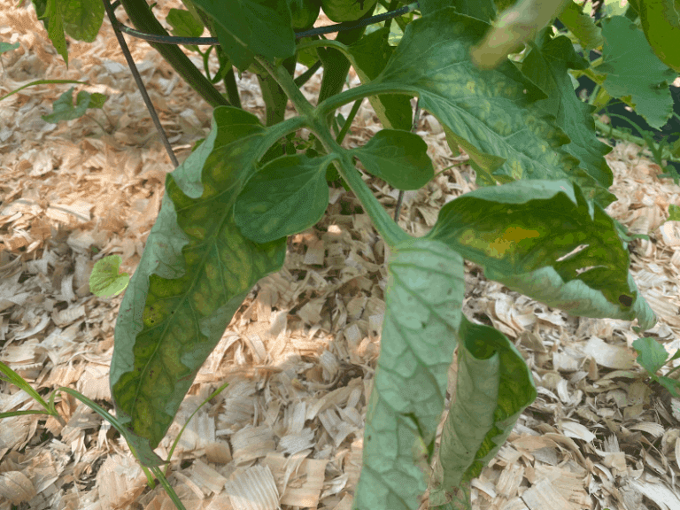 Did You Find Tomato Leaves Turning Yellow? Here are 10 Reasons ...