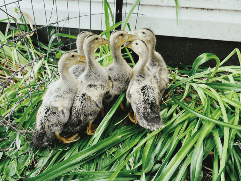 Raising Baby Ducks For Beginners » Homesteading Where You Are