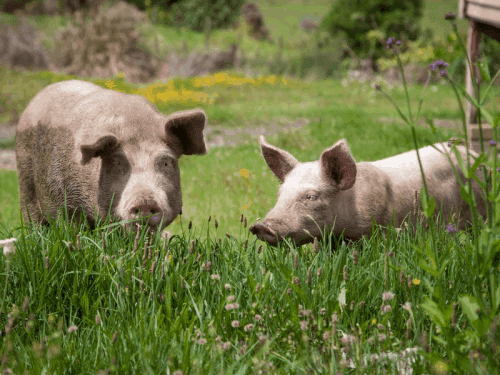 35 Ways to Make Money on a Homestead » Homesteading Where You Are