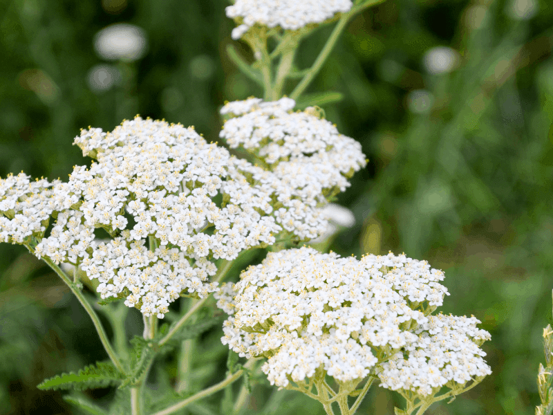11 Medicinal Herbs to Grow in Your Backyard