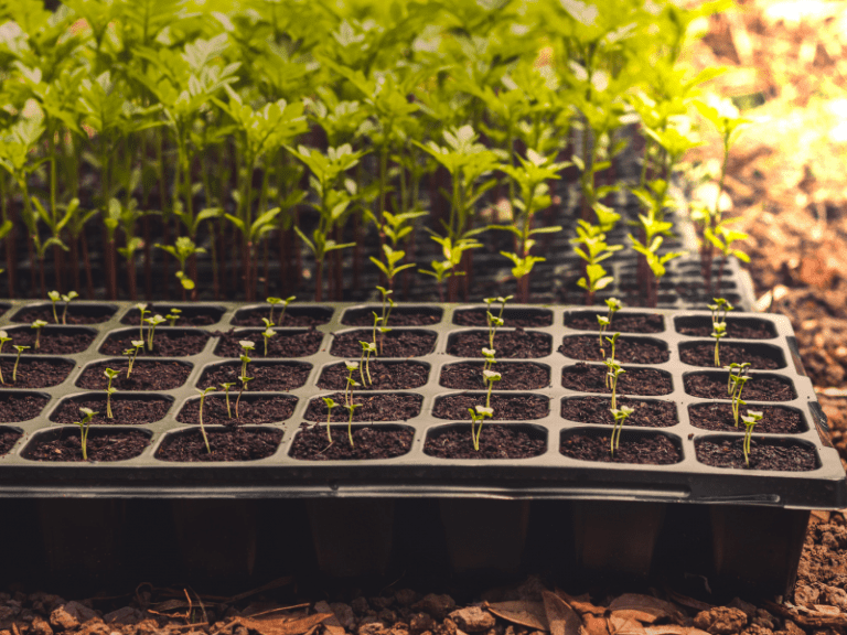 7 Best Seed Trays And Pots For Starting Seeds At Home