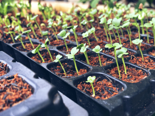 13 Reasons Seeds Don't Germinate & What You Can Do