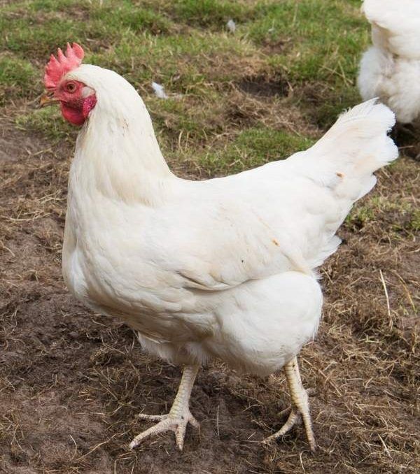 9 Chickens That Lay White Eggs for Your Homestead