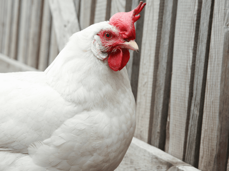 11 Best Meat Chicken Breeds for Your Homestead