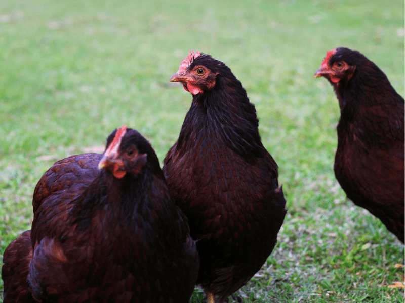 11 Benefits of Raising Chickens You Didn't Know
