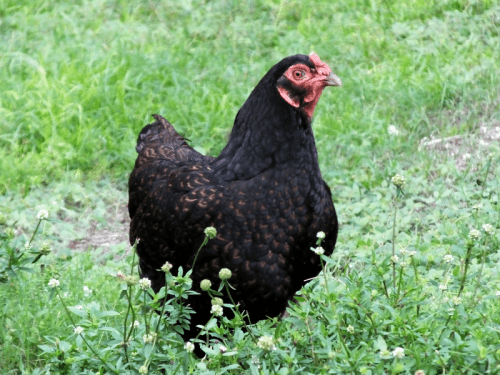 11 Benefits of Raising Chickens You Didn't Know