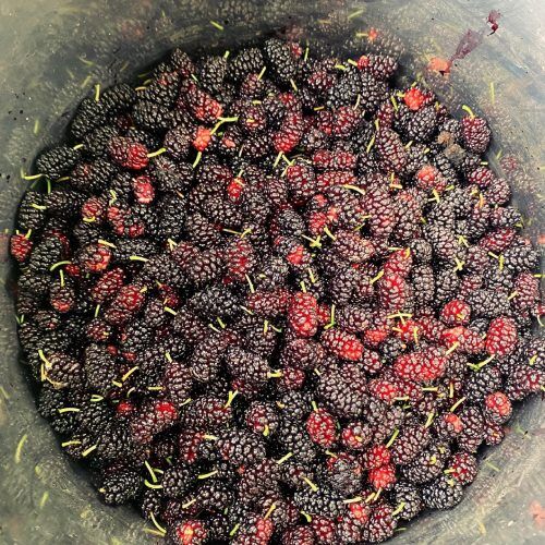 21 Delicious Mulberry Recipes You Need to Try