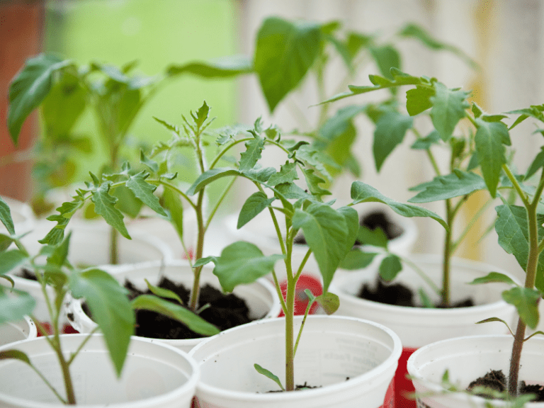 How to Fertilize Tomato Plants for the BEST Harvest Ever ...