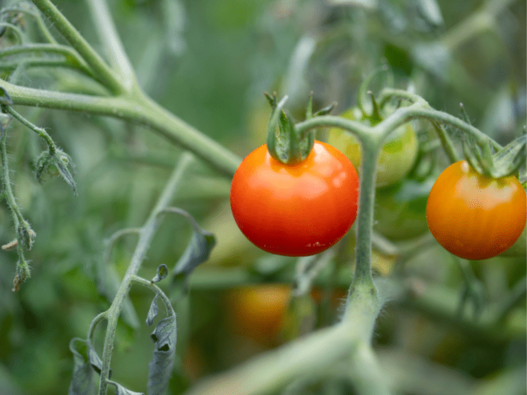 How to Fertilize Tomato Plants for the BEST Harvest Ever ...