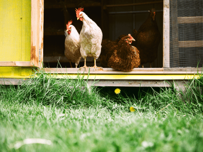 14 Protein Sources for Chickens Your Flock Will Love