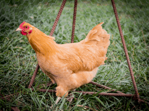 11 Heritage Chicken Breeds Every Homesteader Needs in Their Flock