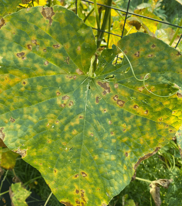 Are Your Cucumber Leaves Turning Yellow Reasons Why